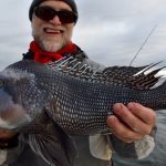 Cape Cod - Black Sea Bass Catch