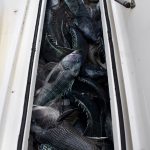 Full Tank of Black Sea Bass