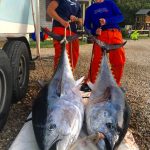 Two Bluefin Tuna
