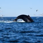 Whale Jumping Out of Water for Dive