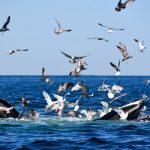 Flock of Seagulls and Whales