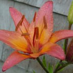Rain Drops on a Flower in July