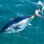 Bluefin Tuna in Water