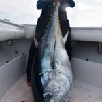 Large Cape Cod Tuna