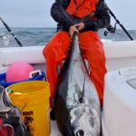 Medium Cape Cod Tuna Catch