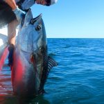 Fisherman Lifting Large Tuna Aboard