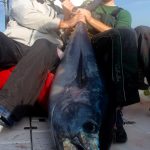 Large Cape Cod Tuna with Lure