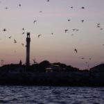 Seagulls Surrounding Lighthouse