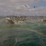 Cape Cod Whale Watching and Sea Life