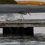 Cape Cod Whale Watching and Sea Life