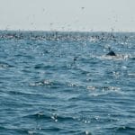 Cape Cod Whale Watching and Sea Life