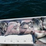 Fishing in Massachusetts Striped Bass and Sea Bass