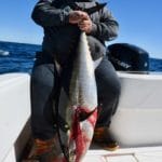 cape Cod School Bluefin Tuna Fishing