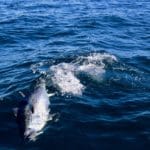 Massachusetts Deep Sea Fishing Bluefin Tuna