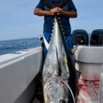 Truro Provincetown Bluefin Tuna Fishing Massachusetts