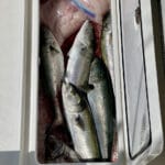 Black Sea Bass and Bluefish Cape Cod