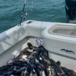 Cape Cod Black Sea Bass Fishing Charters