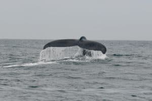 Cape Cod Humpback Whales with Reel Deal