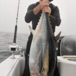 Cape Cod Bluefin Tuna Fishing with Bobby Rice