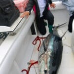 Cape Cod Bluefin Tuna Fishing with Reel Deal