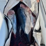 Cape Cod Fishing Charters with Reel Deal for Bluefin Tuna