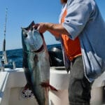 Cape Cod Bluefin Tuna Fishing with Bobby Rice's Reel Deal Fishing Charters
