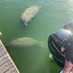 Florida Keys Manatees