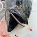 Light Tackle Bluefin Tuna Fishing Cape Cod