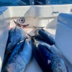 Cape Cod Deep Sea Fishing for Bluefin Tuna