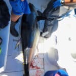 Cape Cod Bluefin Tuna Fishing with Reel Deal