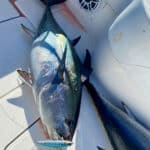 Topwater Bluefin Tuna Fishing