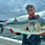 Cape Cod Bluefish