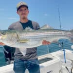Catch and Release Big Striped Bass on Cape Cod with Reel Deal