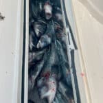 Black Sea Bass Fishing with Reel Deal