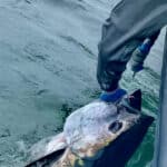 Cape Cod Bluefin Tuna Fishing with Bobby Rice