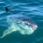 Cape Cod Mola Mola