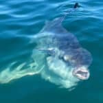 Cape Cod Mola Mola