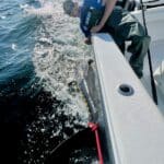 Cape Cod Bluefin Tuna Fishing Charters Reel Deal