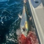 Cape Cod Bluefin Tuna Fishing Charters Reel Deal