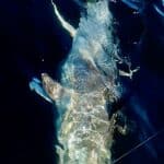Cape Cod Bluefin Tuna Fishing Charters Reel Deal