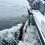Cape Cod Bluefin Tuna Fishing Charters Reel Deal