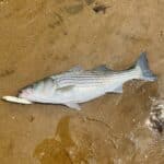Cape Cod Striped Bass Fishing with Reel Deal