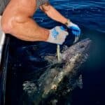 Releasing Bluefin Tuna with Hogy Lures