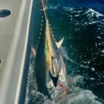 Cape Cod Bluefin Tuna Fishing with Reel Deal