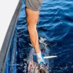 Releasing Bluefin Tuna with Hogy Lures