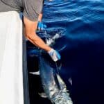Releasing Bluefin Tuna with Hogy Lures