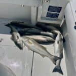 Cape Cod Fishing Charters for Striped Bass with Reel Deal