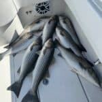 Deep Sea Fishing Charters for Striped Bass with Reel Deal