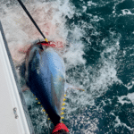 Cape Cod Bluefin Tuna Fishing Charters with Reel Deal