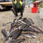 Cape Cod Fishing Charters for Tautog with Reel Deal
